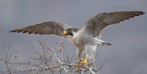 Falco pellegrino