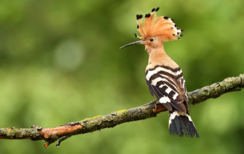 Upupa