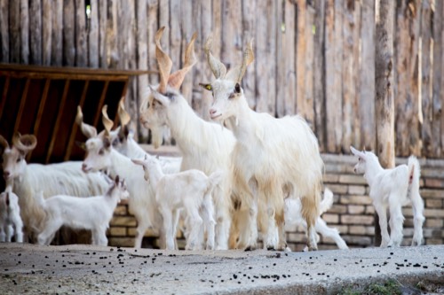 Capra girgentana