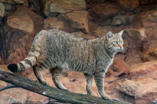 Gatto selvatico