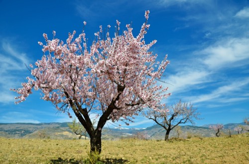 Mandorlo (albero)