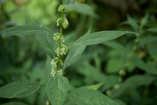 Erba vetriola