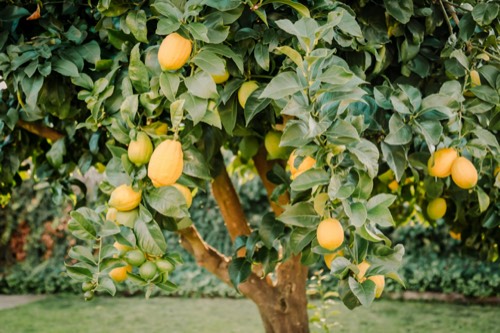 Limone