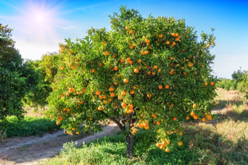 Arancio dolce