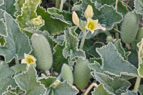 Cocomero asinino