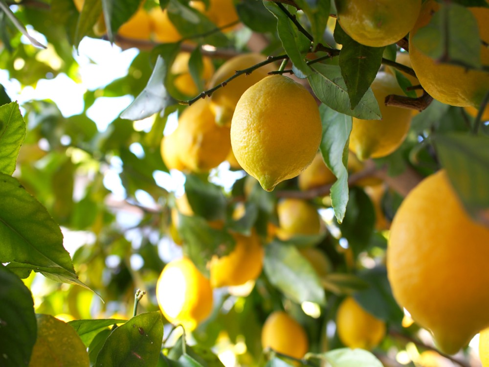 Limone