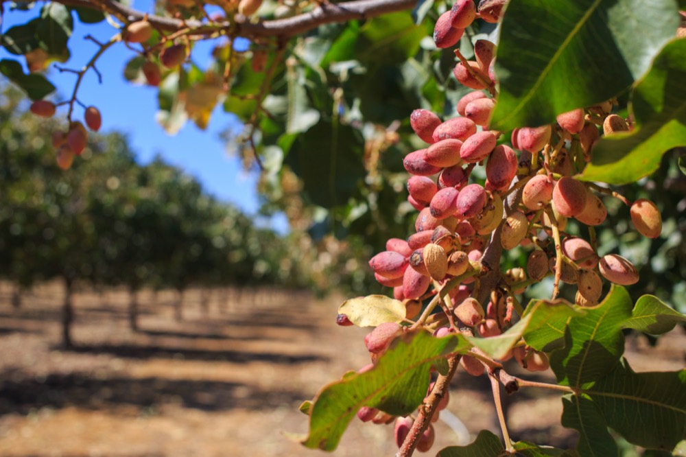 Pistacchio
